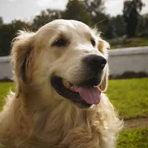 home_animals_photo7