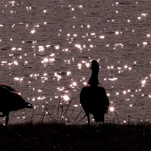home_animals_photo15