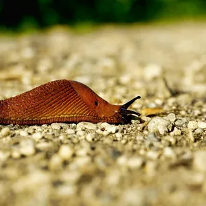 home_animals_photo13