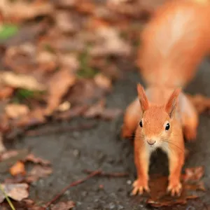 home_animals_photo11
